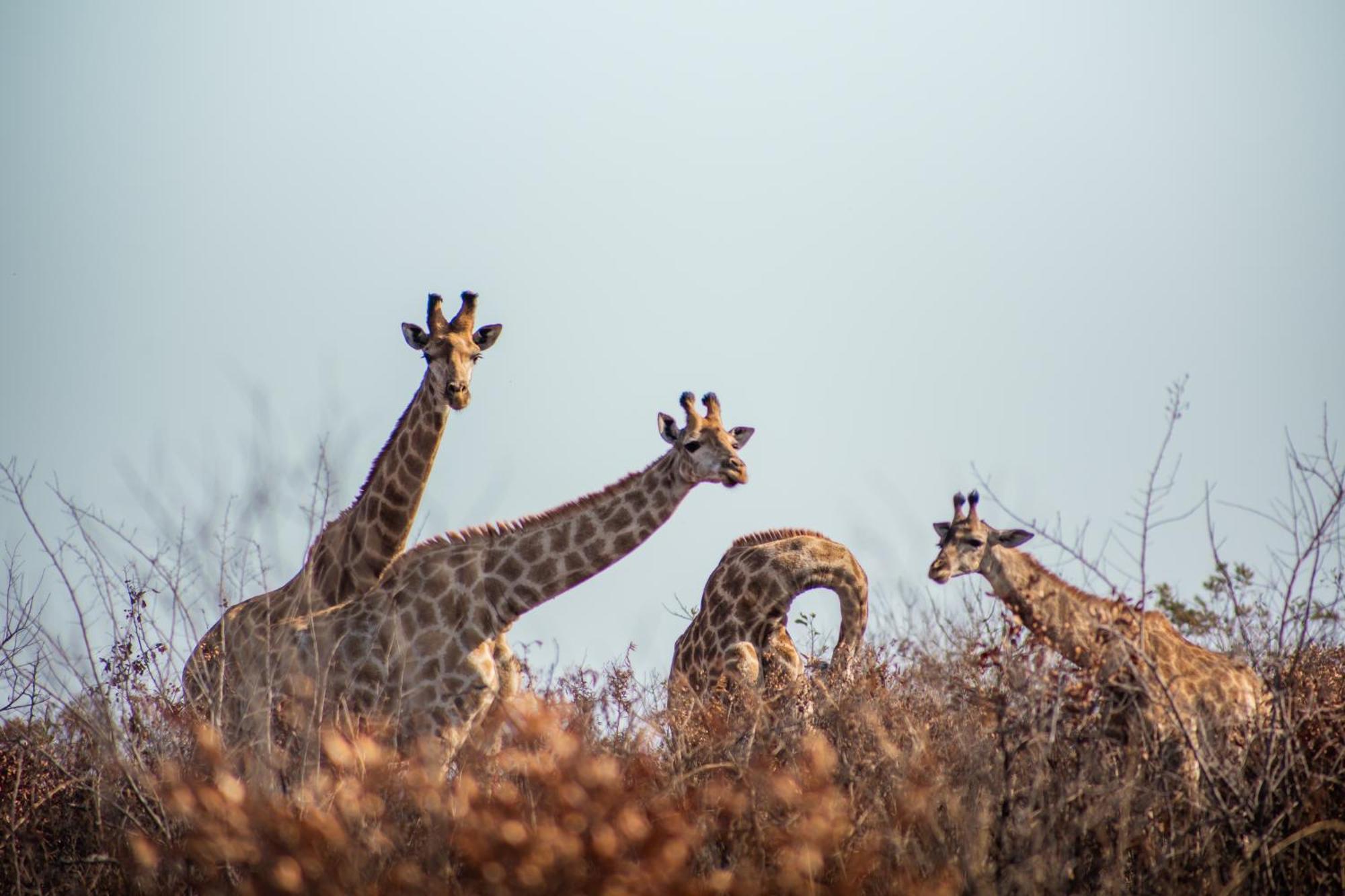 Ndhula Luxury Tented Lodge White River Esterno foto