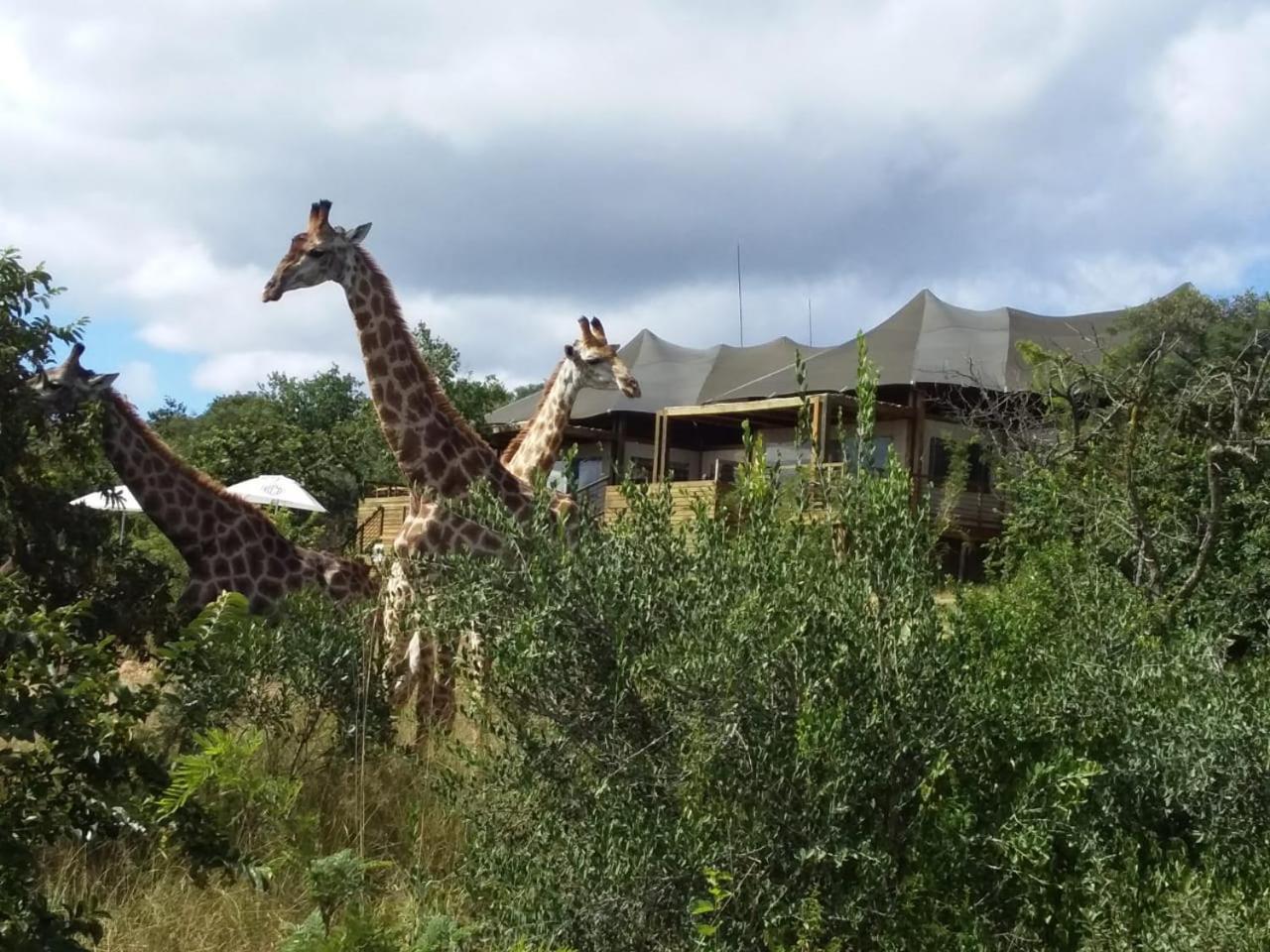 Ndhula Luxury Tented Lodge White River Esterno foto